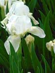Iris pumila Bright White