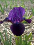 Iris pumila Little Shadow