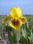 Iris pumila Pogo