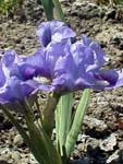 Iris pumila Tinker Bell